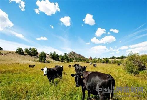 大希地牛排营销策划